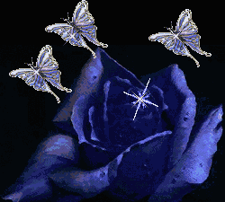 rosa_bellissima